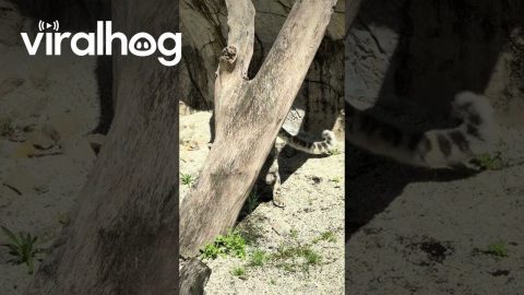 Snow Leopard Pulls Off an Incredible Backflip || ViralHog