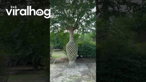 Crepe Myrtle Trees Grown Into Intricate Sculptures || ViralHog