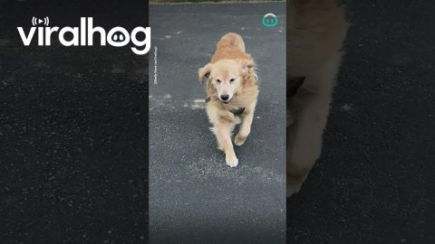 Golden Doesn't Like When the Grass Is Wet || ViralHog