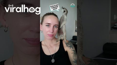 Pet Meerkat Perches On Owner's Shoulder || ViralHog