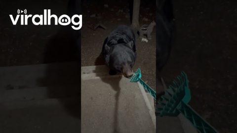 Big Black Bear Stopped by for a Back Scratch || ViralHog