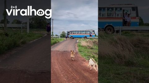 Furry Siblings Pick Up Youngest From School Bus || ViralHog