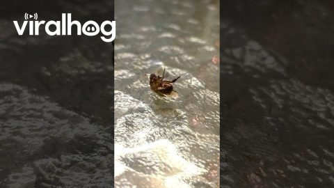 Breakdancing June Bug || ViralHog