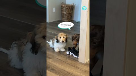 Dog Stops Brother From Playing With Shoes || ViralHog Shorts