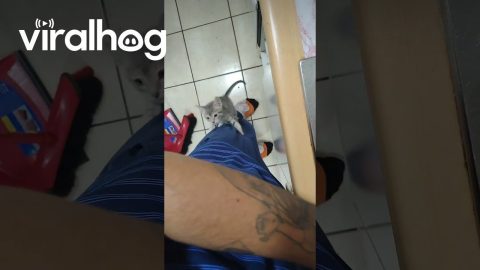 Kitten Climbs Owner In Kitchen || ViralHog