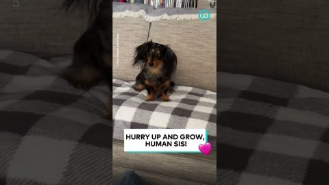 Dachshund Desperate To Play Fetch With Newborn || ViralHog