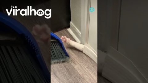 Trapped Cat Knocks On Broom For Help || ViralHog Shorts