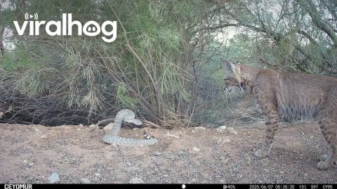 Bobcat Confronts a Diamondback Rattlesnake || ViralHog