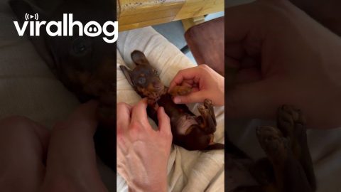 Cuteness Overload With a Dachshund || ViralHog