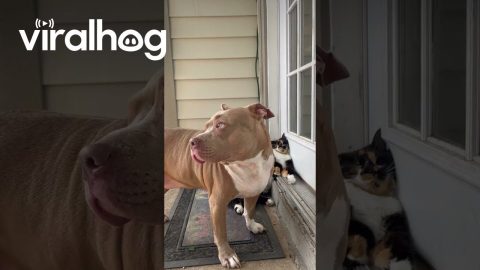 Cat Insists on Napping at Door || ViralHog