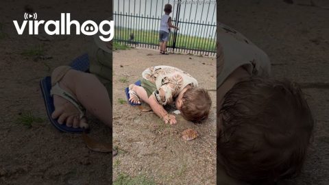 Muddy Puddle Makes Perfect Place To Play || ViralHog