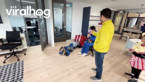 Coworker Went All Out for Halloween Costume Party || ViralHog