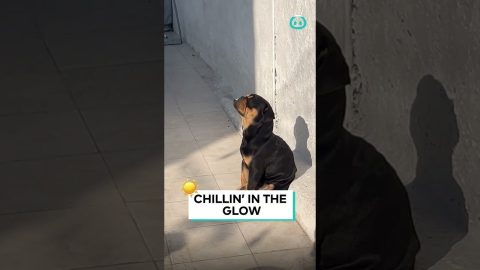 Adorable Puppy Sunbathing || ViralHog