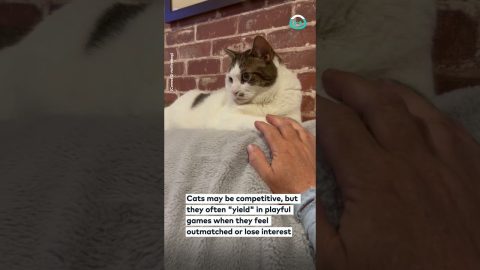 Cat Yields Hand Game To Owner || ViralHog