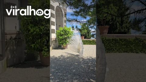 White Peacock Shows Off Tail || ViralHog