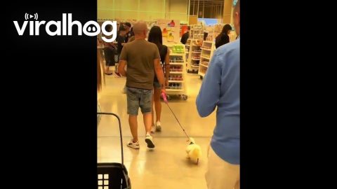 Man Walks Pet Duck Through Store || ViralHog