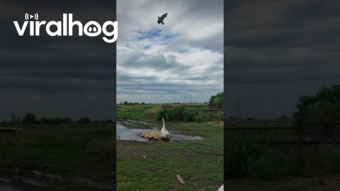 Using a Kite to Train Mother Goose to Protect Goslings || ViralHog