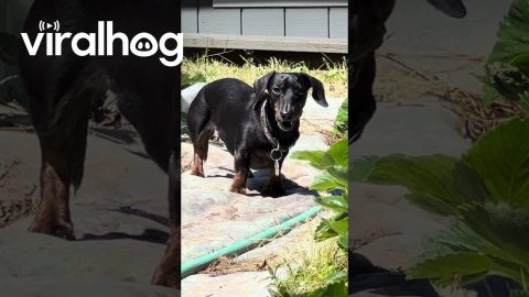 Mischievous Dachshund Stealing Snacks in the Garden || ViralHog