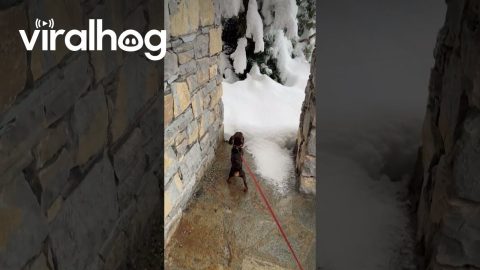 Mini Dachshund Pup Jumps Into Fresh Snow || ViralHog
