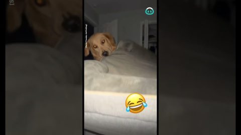 Golden Retriever Sleeps Where He Wants || ViralHog
