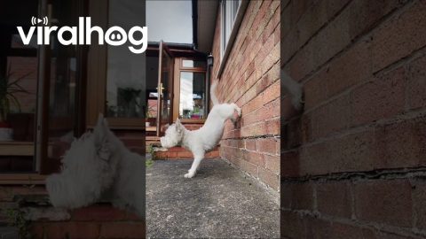 Louby's Legendary Handstand Lives On || ViralHog