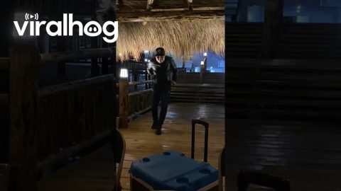 Little Dance Turned Into Much More || ViralHog