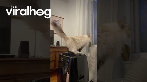 How Siberian Cats Cool Off in Hot Weather || ViralHog