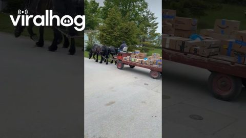 Island Packages Delivered By Pony Express || ViralHog