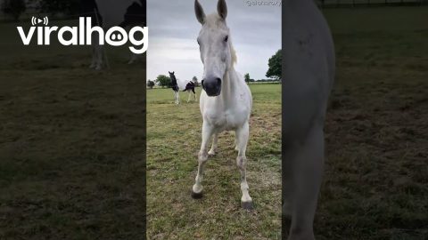 Sleeping Horse Wakes With a Fright || ViralHog