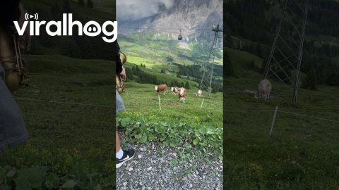 Man Plays Jazz Music for Cows || ViralHog