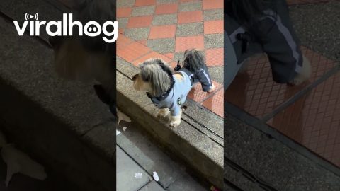 Officer Paws The Police Dog || ViralHog