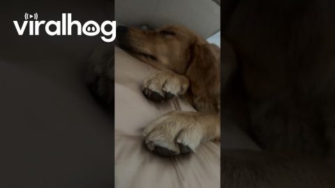Our Little Sleeping Musician || ViralHog