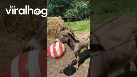 Donkey Overjoyed to Play With Inflatable Ball || ViralHog
