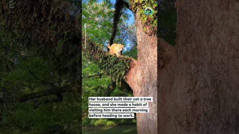 Cat Tree House || ViralHog