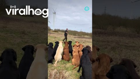 Overeager Lab Forgets to Wait for Command || ViralHog Shorts