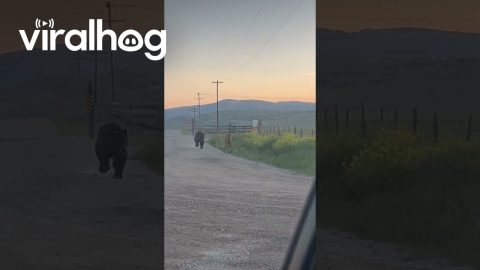 Mama Elk Chases Bear Chasing Her Calf || ViralHog