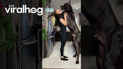 Great Dane Is Taller Than Human || ViralHog Shorts