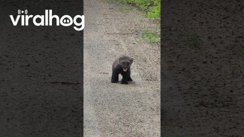 Crying Baby Fisher || ViralHog