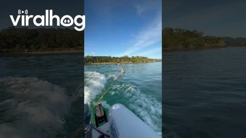 Pirate French Bulldog Surfs Behind Boat || ViralHog