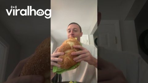 Really Big Sandwich || ViralHog