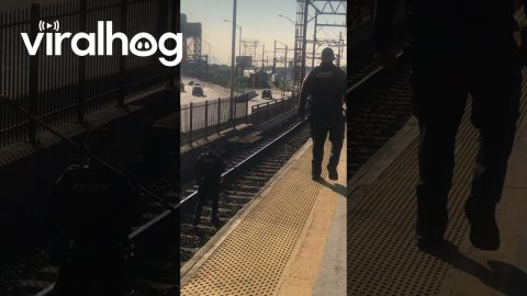 Lost Deer Wanders Down New Jersey Train Tracks || ViralHog