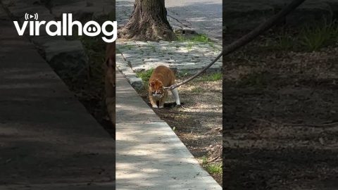 Little Kitty, Big Dawg || ViralHog
