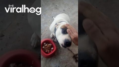 My Dog ​​Doesn't Eat Unless I Sing His Song || ViralHog