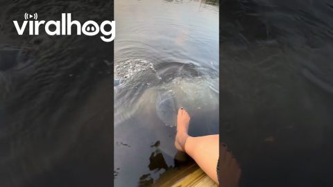 Gentle Manatee Touches Foot || ViralHog