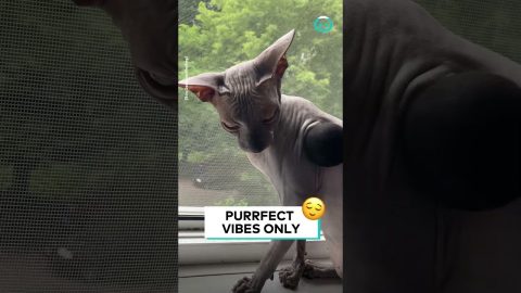 Sphynx Cat Enjoys Massage Gun || ViralHog