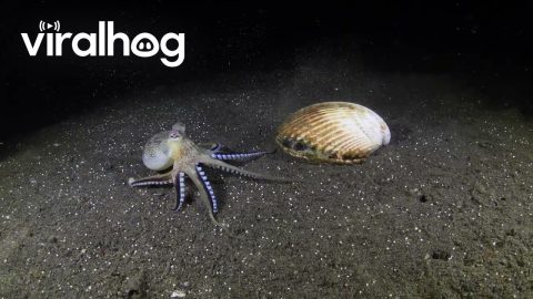 Coconut Octopus Invites Suitor Inside Cozy Shell Home || ViralHog