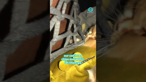 Growling Persian Cat Claims Crisps || ViralHog Shorts