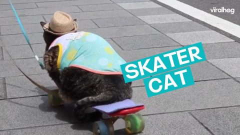 Japanese Cat on a Skateboard || ViralHog