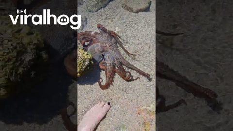 A Curious Octopus || ViralHog
