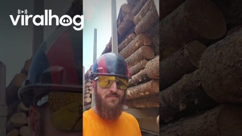 Puppy Helping Haul Logs || ViralHog